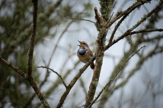 The blue throat singing in the morning
