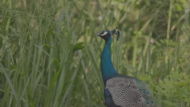 Peacock stands among tall green grass. ProRes 422 10 bit C-LOG video..