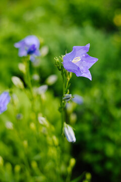 Purple Bellflower Campanula Blooming in Summer Garden