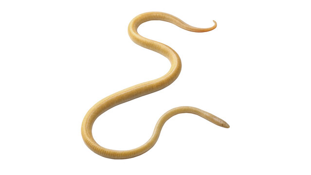 Wiggly light brown worm parasite insect isolated on transparent background for veterinary health and garden pest biology.