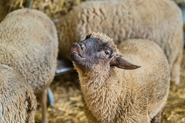 Close-up portrait of a cute young lamb with dark face looking up inside a rustic livestock barn with straw. Concept of animal husbandry, sheep farming, agriculture, and livestock breeding. © Igor