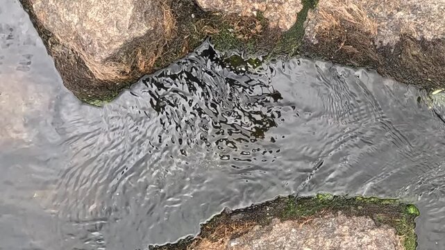 Dark water ripples steadily beneath a rocky overhang, disturbing scattered patches of algae that drift and swirl slowly across the shaded surface near the earthy textured lake bank throughout.