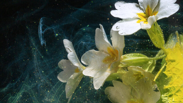 White primrose flowers submerged in sparkling dark water with green algae, with primrose, flower, blossom, white detail
