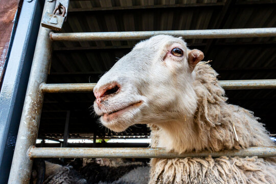 Curious white sheep looking through metal fence in a barn on a farm