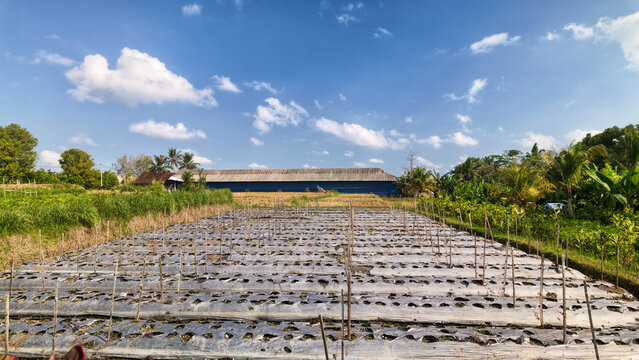 Aerial View of Lush Green Rice Paddy Fields under Cloudy Sky