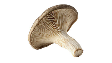 Single fresh raw oyster mushroom wild fungi isolated on transparent background for gourmet culinary cooking recipe designs. © Pendleton-png