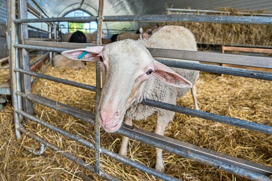 Wide close-up portrait of a white sheep leaning its head through a metal railing fence inside a modern agricultural barn with straw bedding in Zuberec. Concept of livestock housing, sheep farming, ani
