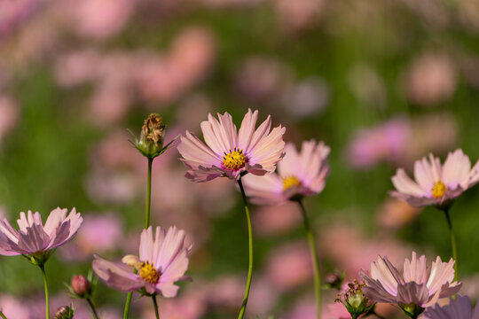 Soft pink cosmos flowers blooming in autumn garden field with green bokeh background