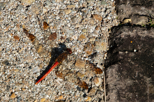 Close up of red dragonfly perched on gravel stone ground in autumn with copy space