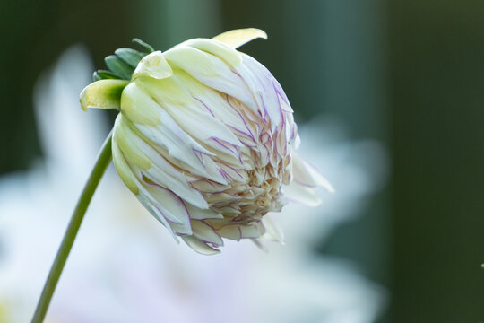 Close up of blooming white and purple dahlia flower bud in autumn garden with copy space