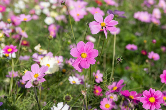 Vibrant blooming pink and white cosmos flowers in autumn garden field with soft green background
