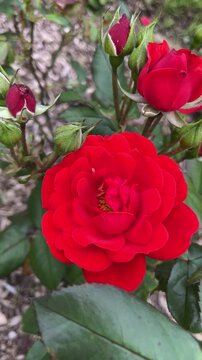 Chinese&nbsp;Roses in Glasgow gardens.&nbsp;Petals, leaves are&nbsp;swaying in the wind. Video.