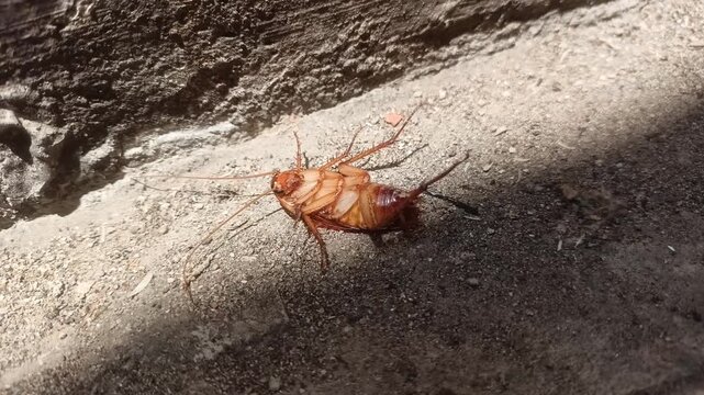 Dead cockroach lying upside down on rough concrete floor surface close up shot