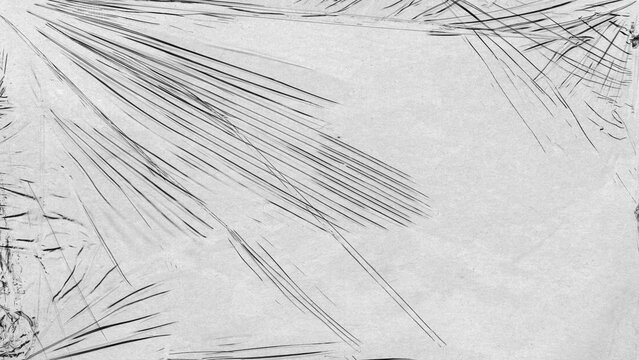 Palm leaf shadow abstract monochrome texture gray background with tropical frond line pattern and minimal copy space