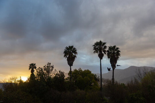 palm trees  and sunset clouds Stanford, South Africa