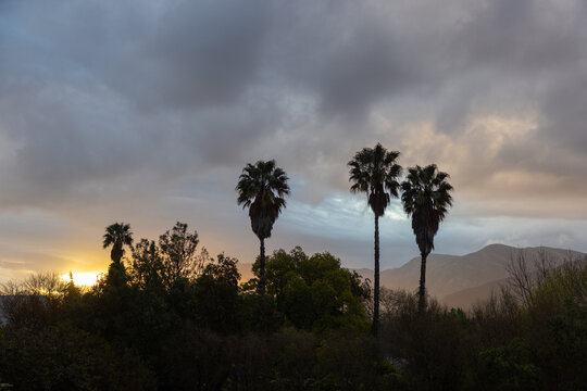 palm trees  and sunset clouds Stanford, South Africa