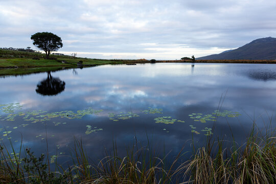 water Lillies floating in a pond, Stanford, South Africa