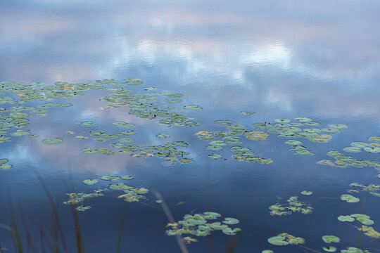 water Lillies floating in a pond, Stanford, South Africa