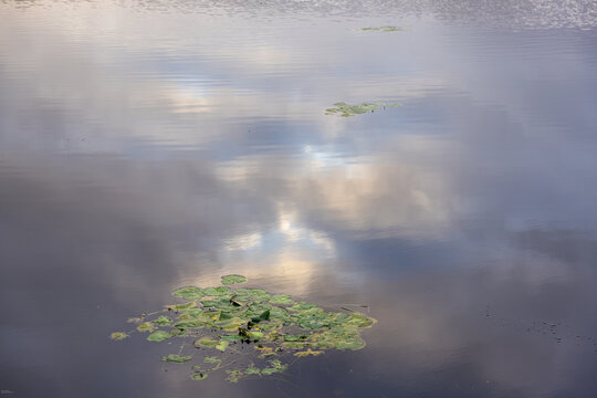 water Lillies floating in a pond, Stanford, South Africa