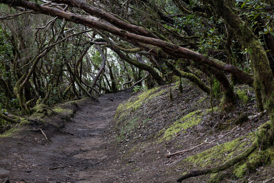 Anaga laurel forest trail with mystical mossy trees