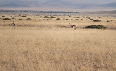 Fototapeta premium Springbok in Damaraland, Namibia, Africa