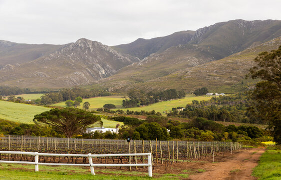 vineyard and mountainside, Stanford, South Africa