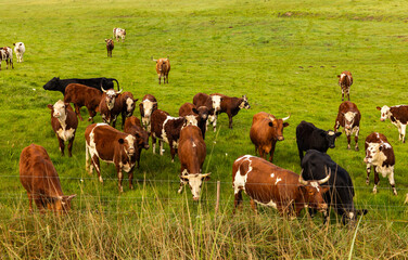 cows grazing in pasture, Stanford, South Africa © Marc Romanelli