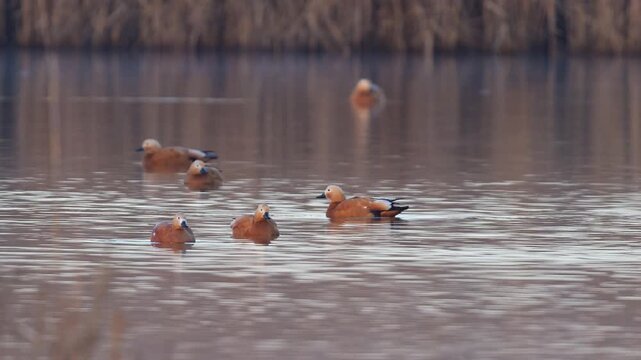 Rostgans (Tadorna ferruginea), mehrere G&auml;nse, die ruhig und friedlich auf dem Wasser schwimmen
