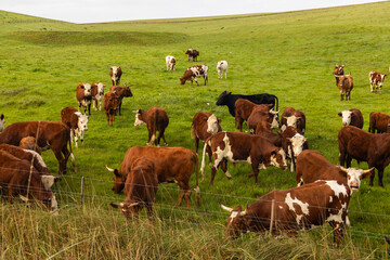 cows grazing in pasture, Stanford, South Africa © Marc Romanelli