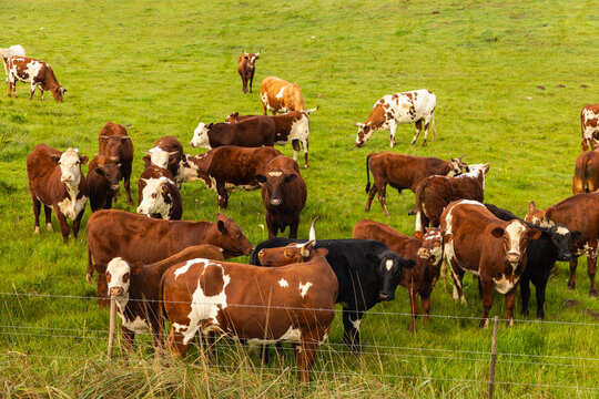 cows grazing in pasture, Stanford, South Africa