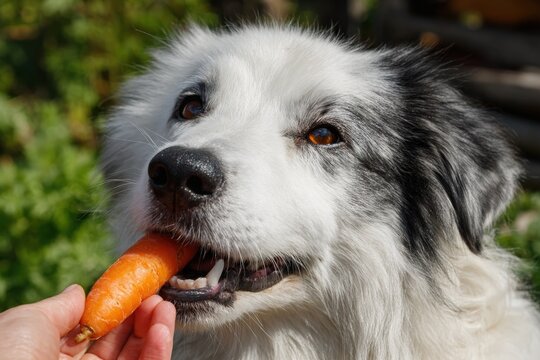 Playful dog with black and white fur eagerly accepting a carrot from a hand, surrounded by lush greenery, showcasing a joyful interaction between pet and owner