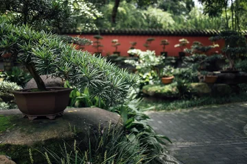 Fotobehang Badkamer Bonsai tree with lush green foliage in a tranquil garden setting, stone pathway and red wall visible in the background, creating a serene atmosphere  © Dasha Petrenko