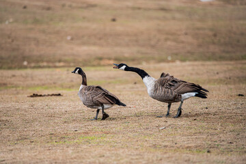 Pair of Canada Geese Walking with One Calling and Stretching Neck © Ivan Alfred 
