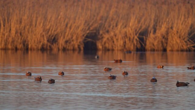 Rostgans (Tadorna ferruginea), mehrere G&auml;nse, die ruhig und friedlich auf dem Wasser schwimmen