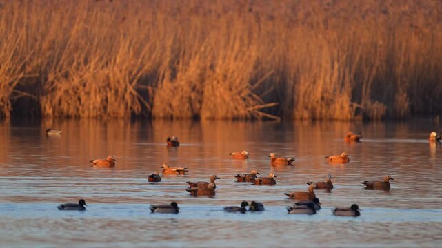 Rostgans (Tadorna ferruginea), mehrere G&auml;nse, die ruhig und friedlich auf dem Wasser schwimmen
