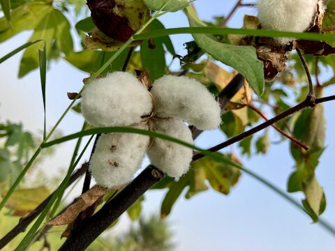Cotton tree  Cotton Plant Photos. Gossypium barbadense is one of several species of cotton. It is in the mallow family