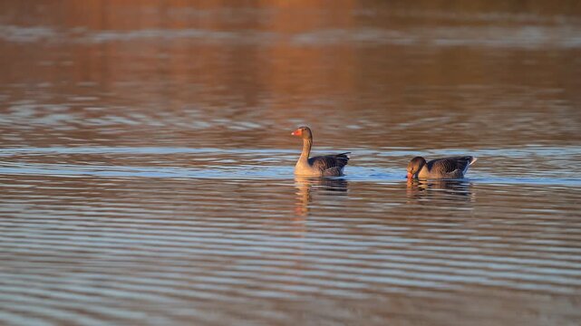 Graugans (Anser anser), zwei Graug&auml;nse schwimmen auf dem Wasser