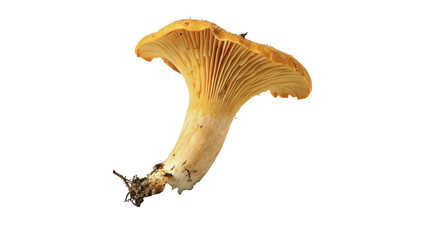 Wild golden chanterelle mushroom fresh forest fungi isolated on transparent background for gourmet restaurant culinary recipes. © Ramsey