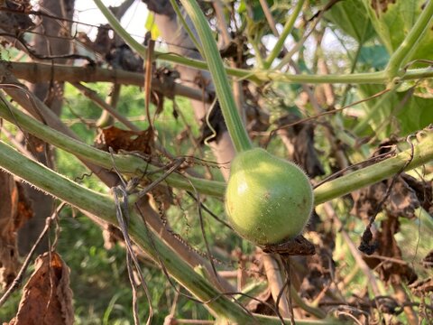 Fresh Round gourd vegetable Fresh small green gourds growing on a vine