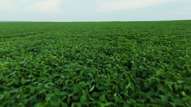 Aerial drone flying low over a vast green soybean farm field with horizon in the background showing cultivation and agriculture