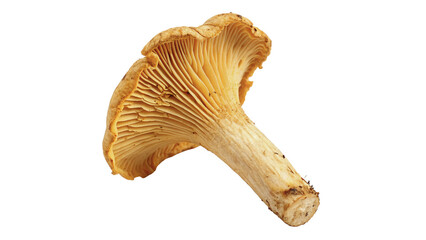 Single orange chanterelle mushroom raw wild fungi isolated on transparent background for gourmet forest mushroom recipes. © Ramsey