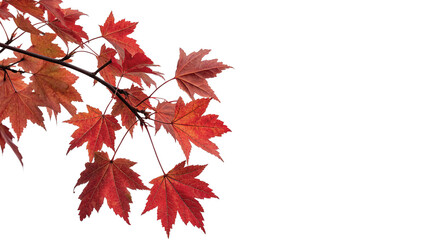 Dry red maple leaves branch autumn foliage isolated on transparent background for thanks giving holiday seasonal decorations. © Ramsey