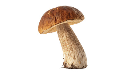 Single wild brown edible forest mushroom fungi isolated on transparent background for gourmet culinary cooking recipe designs. © Ramsey