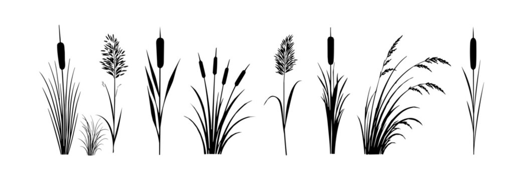 Wild marsh cattail plants silhouette isolated botanical reeds illustration.