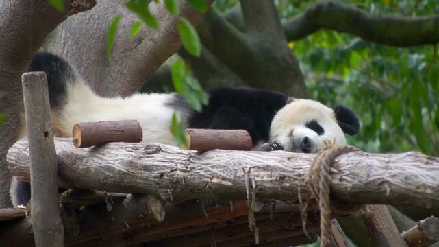 Giant panda sleeping on wooden platform, lazy panda bear resting in lush green forest, adorable wildlife animal in natural habitat
