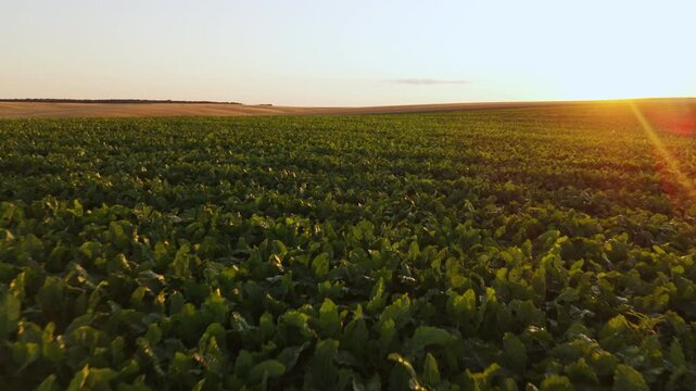 Aerial shot of sugar beet cultivation on a farm field at beautiful sunset with golden sun rays and clear sky
