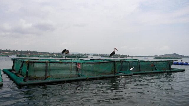 Several wild marabou storks perching and flying around aquaculture fish farm cages on the calm waters of lake victoria in uganda, showing the interaction between wildlife and local industry