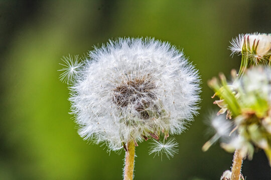 dandelion seed head