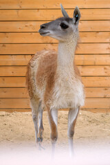 Guanaco standing in front of wooden wall. South American camelid animal in farm enclosure. Wildlife portrait of wild llama relative. Concept of nature, animal husbandry and zoo tourism. © Андрей Журавлев