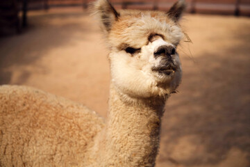 Alpaca standing in a farm enclosure. Cute fluffy animal with soft fleece fur. Wildlife portrait of a domesticated camelid mammal seen in a zoo or pasture. Nature and animal care concept. © Андрей Журавлев